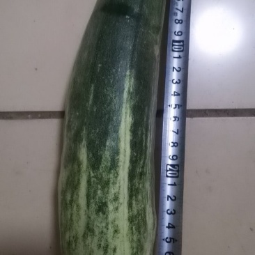 头茬甜瓜，又脆又甜！