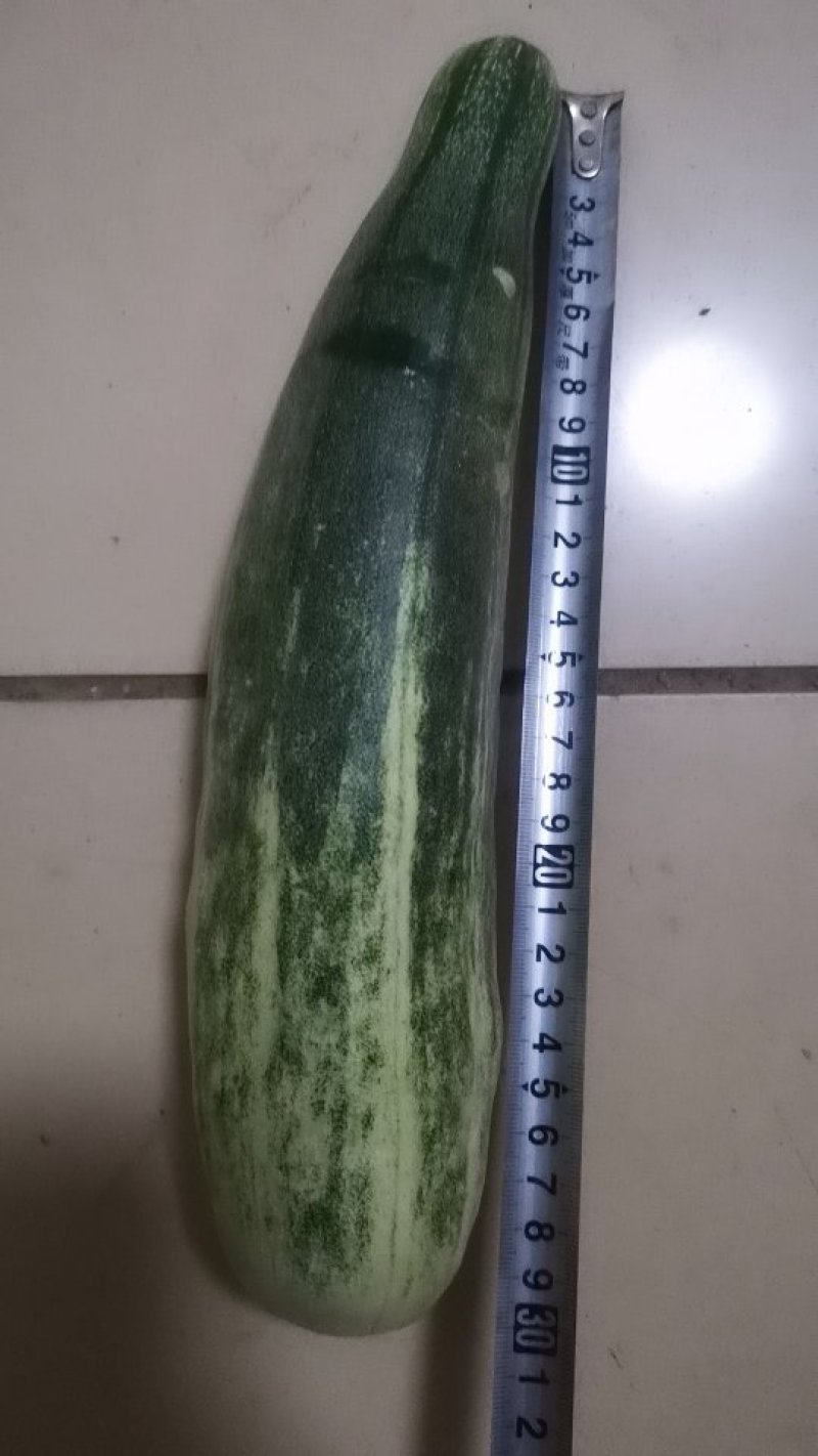 头茬甜瓜，又脆又甜！