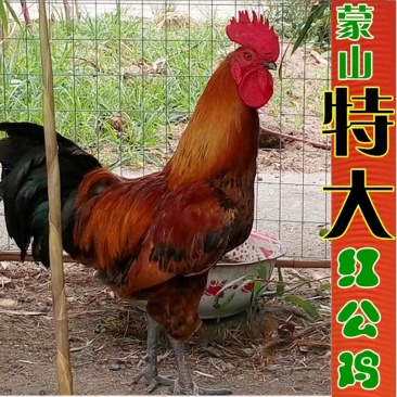 强哥农家园正宗老公鸡纯散养肥而不腻瘦肉多屠杀完加冰发货