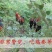 强哥农家园正宗老公鸡纯散养肥而不腻瘦肉多屠杀完加冰发货