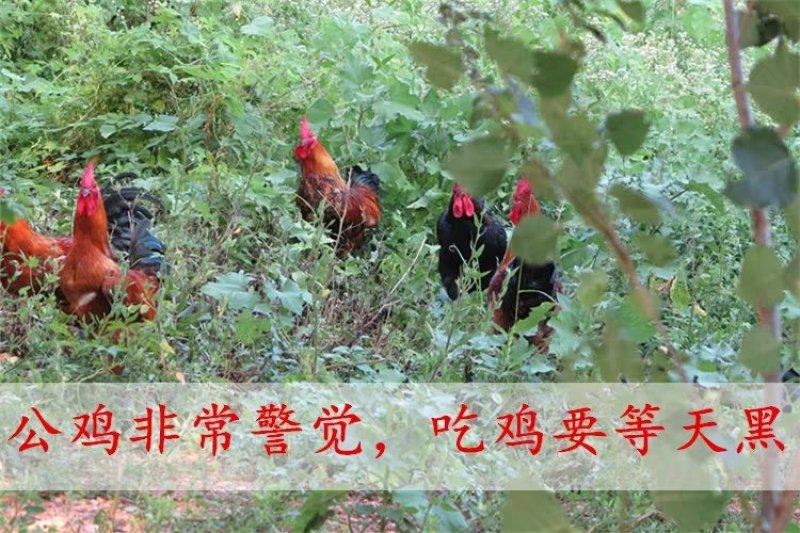 强哥农家园正宗老公鸡纯散养肥而不腻瘦肉多屠杀完加冰发货