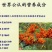 野生沙棘【特级】阿克苏乌什县野生沙棘