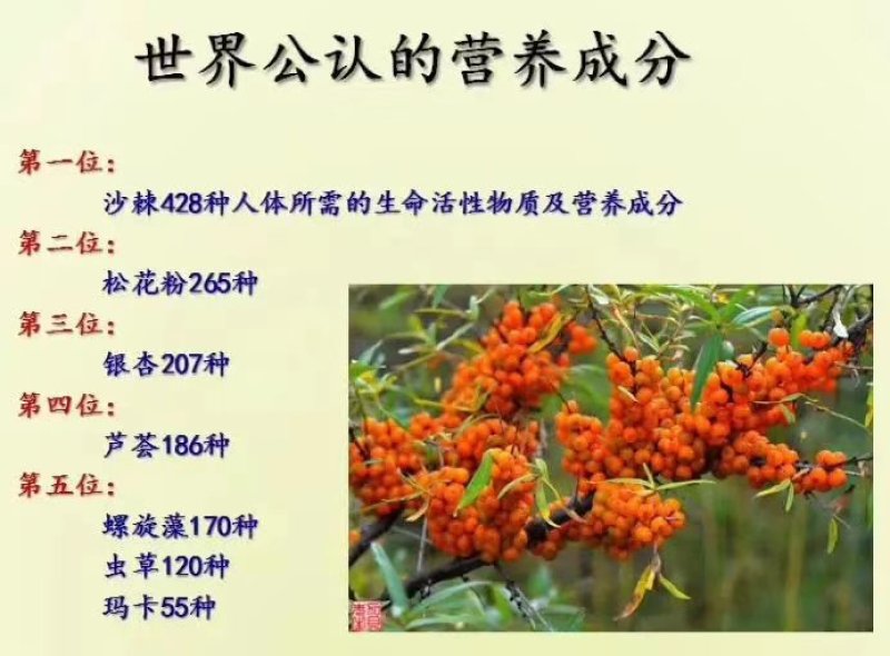 野生沙棘【特级】阿克苏乌什县野生沙棘