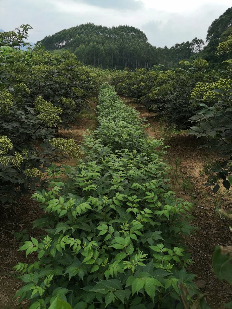 吴朱萸一年苗开始预订了，正宗广西改良中花