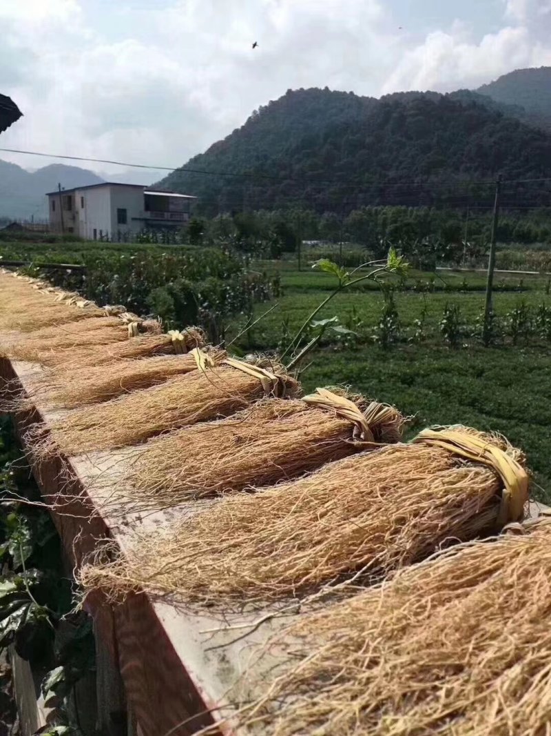 养肝草丝线根产地直销一手货源50扎起包邮粤北煲汤料