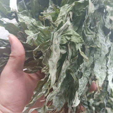供应，金鸡脚