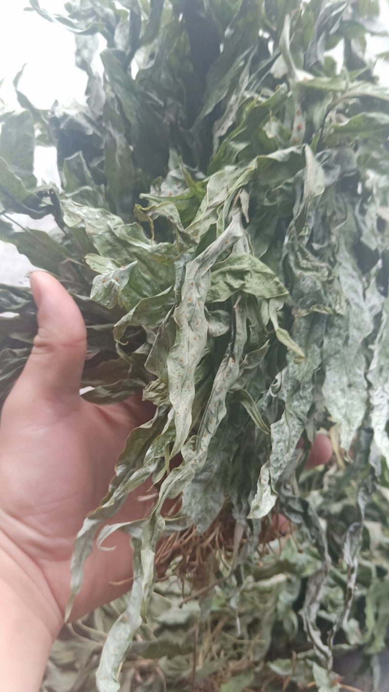 供应，金鸡脚