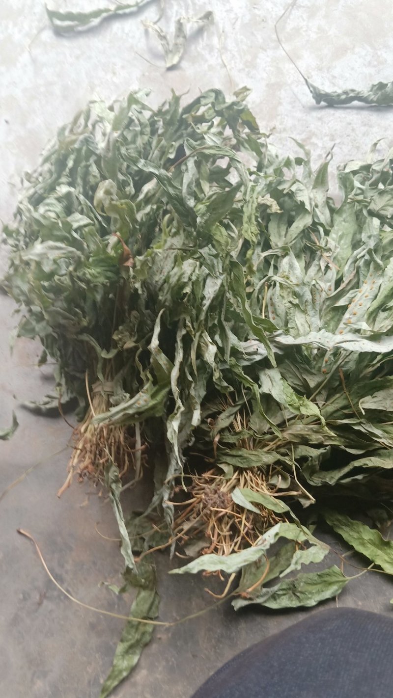 供应，金鸡脚