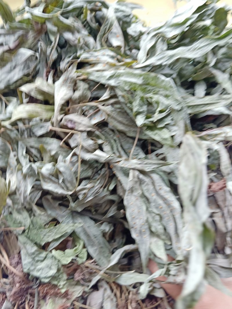 供应，金鸡脚