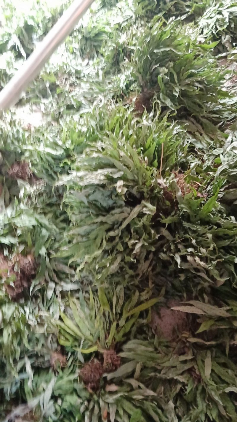 供应，金鸡脚