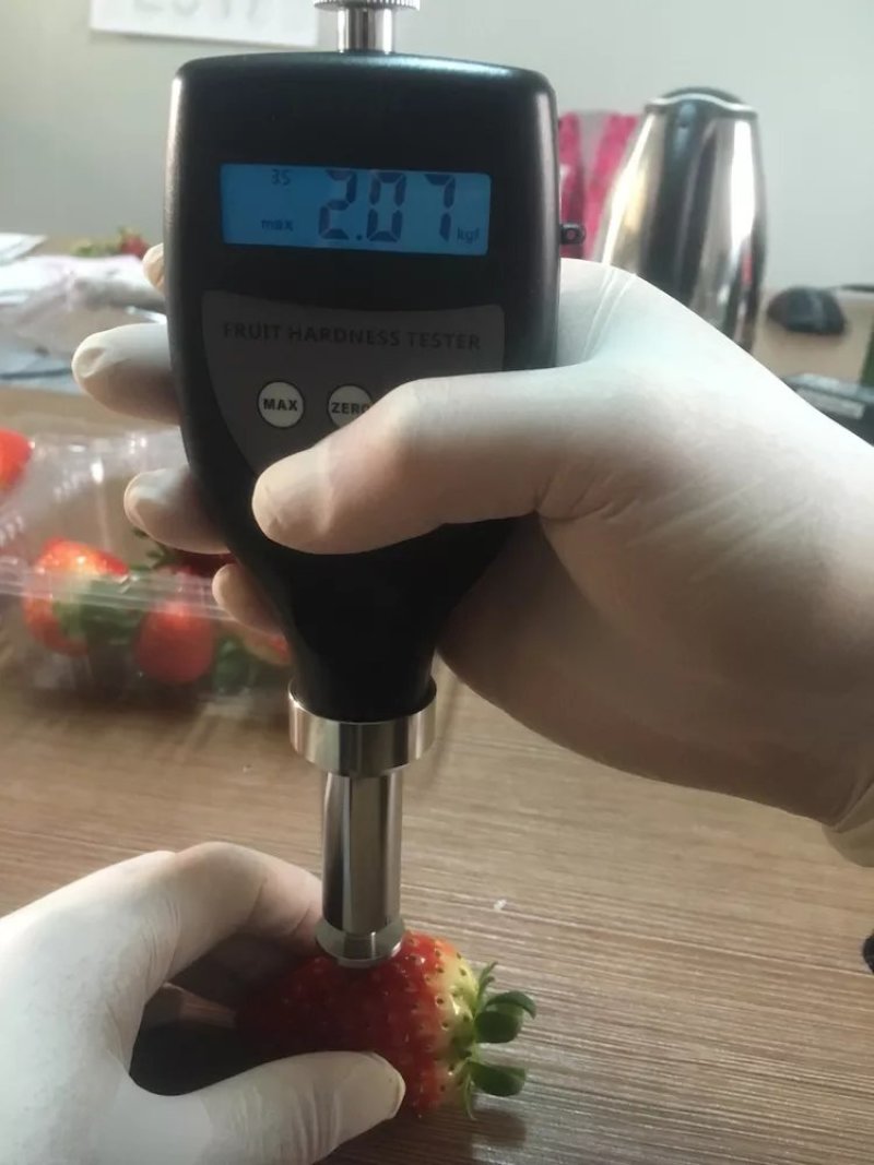 红颜草莓苗，章姬，隋株，妙香七号，香蕉草莓苗