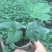 红颜草莓苗，章姬，隋株，妙香七号，香蕉草莓苗