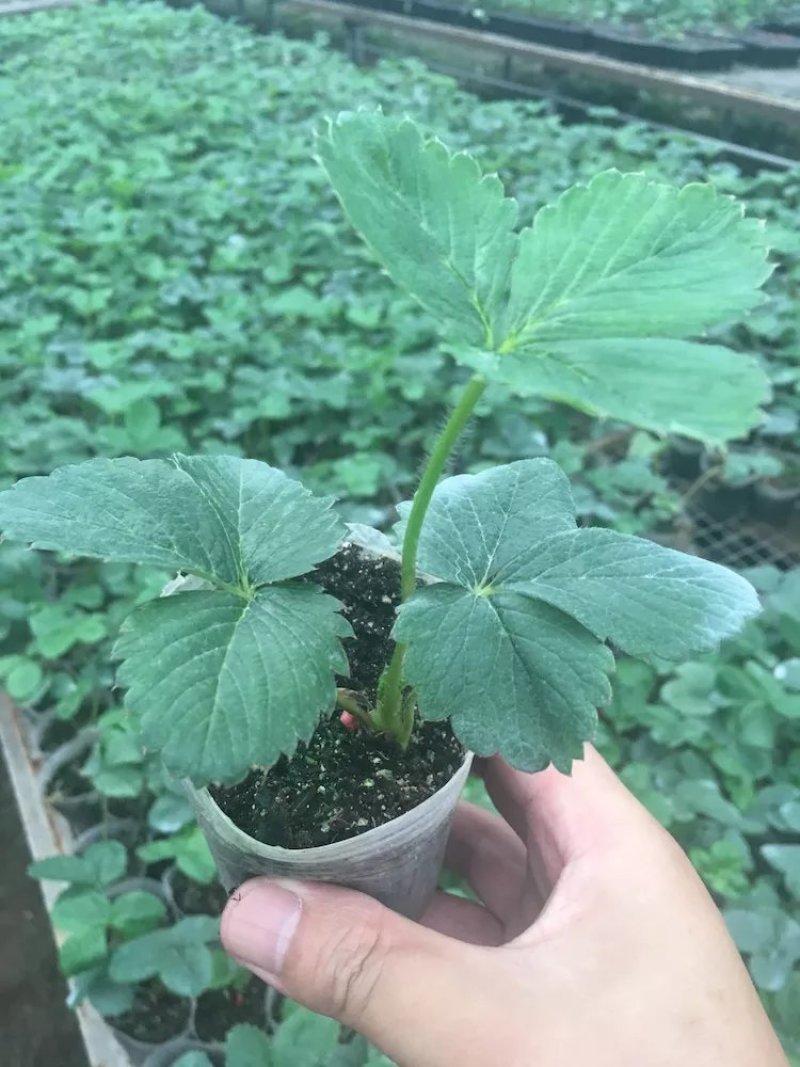 红颜草莓苗，章姬，隋株，妙香七号，香蕉草莓苗