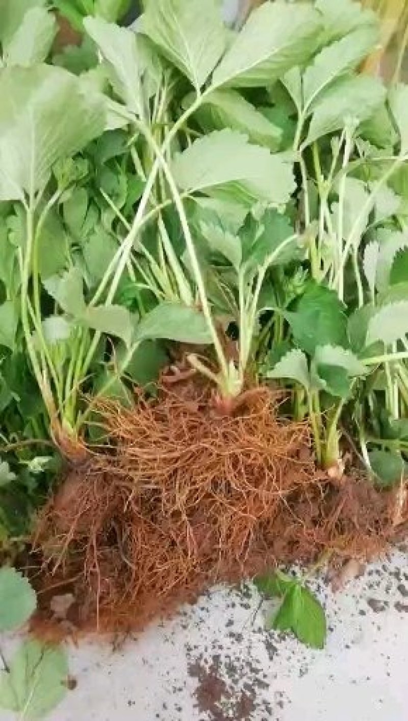 红颜草莓苗，章姬，隋株，妙香七号，香蕉草莓苗