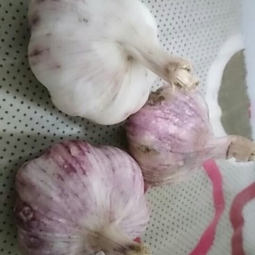 早熟紫皮蒜