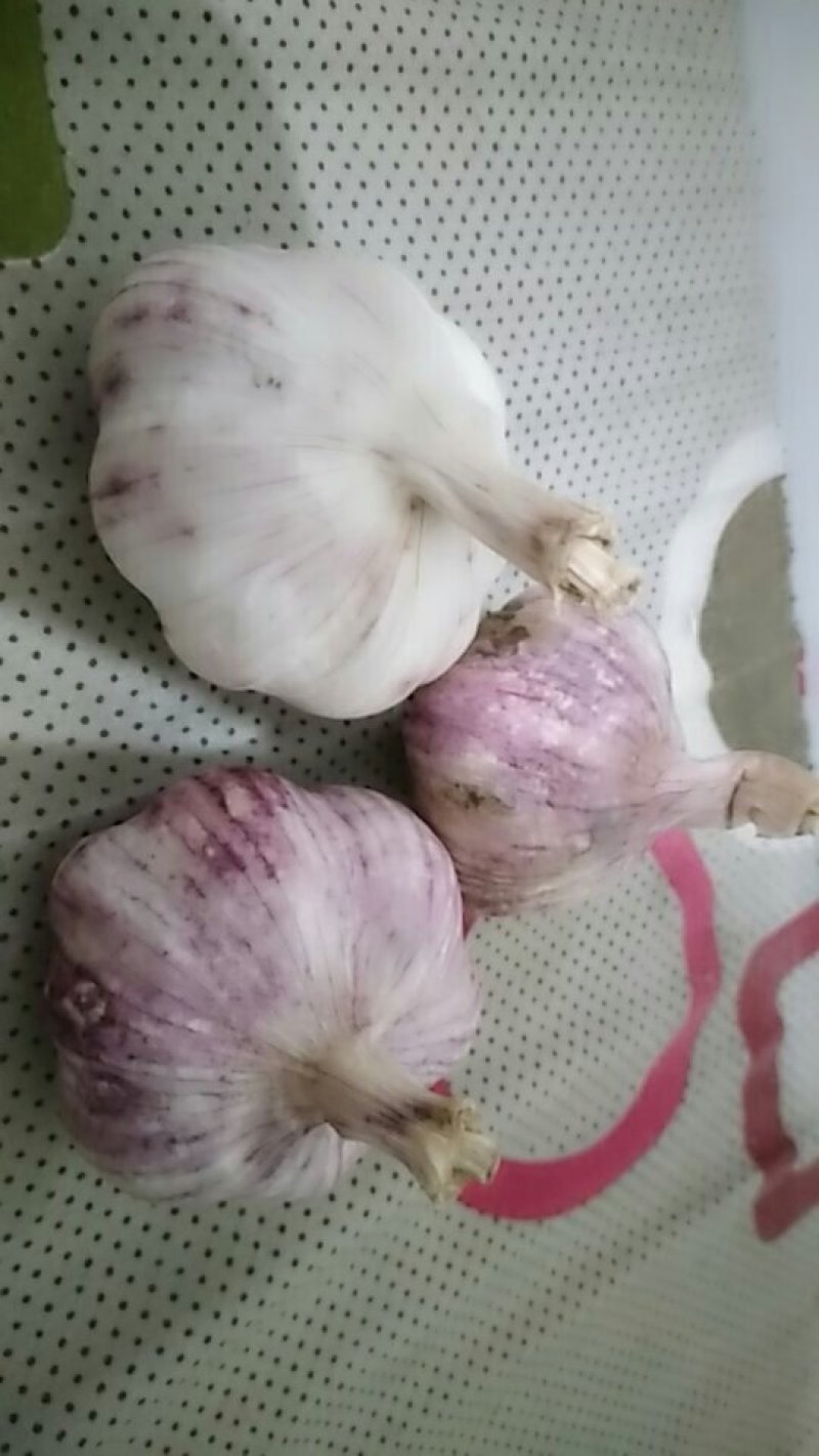 早熟紫皮蒜