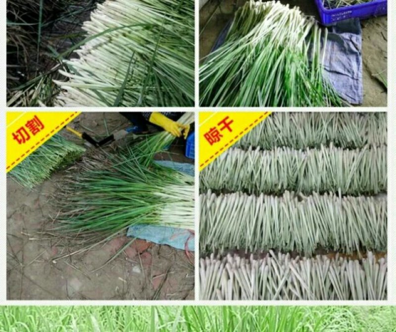泰国柠檬香茅草越南香茅草冬阴功烧烤料