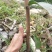 台农一号嫁接苗，芒果苗，本地三年芒（实生苗）