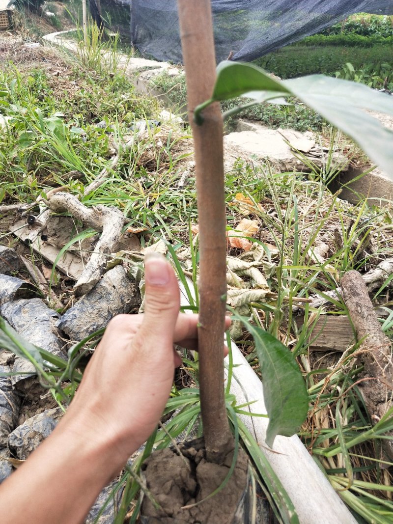 台农一号嫁接苗，芒果苗，本地三年芒（实生苗）