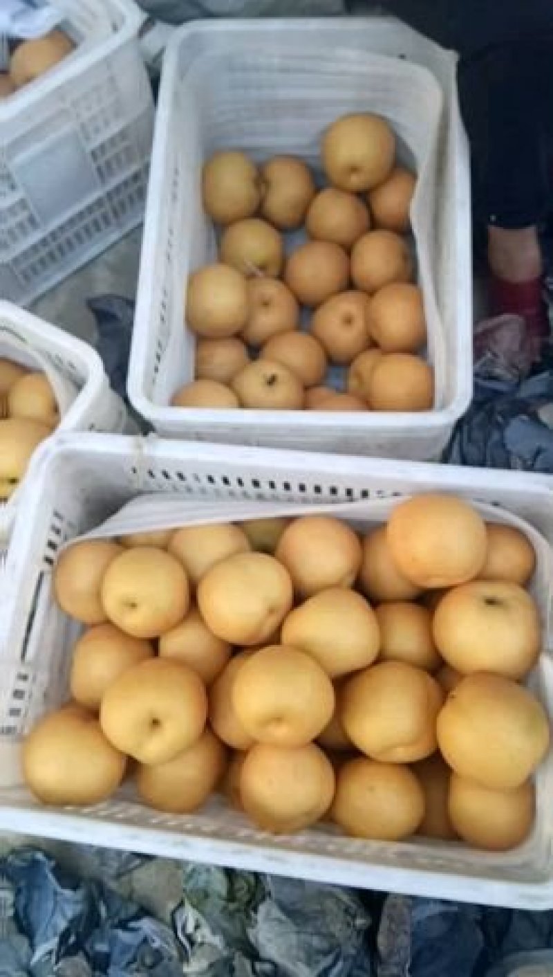 精品丰水梨脆甜化渣产地一手货源随到随装车量大优惠