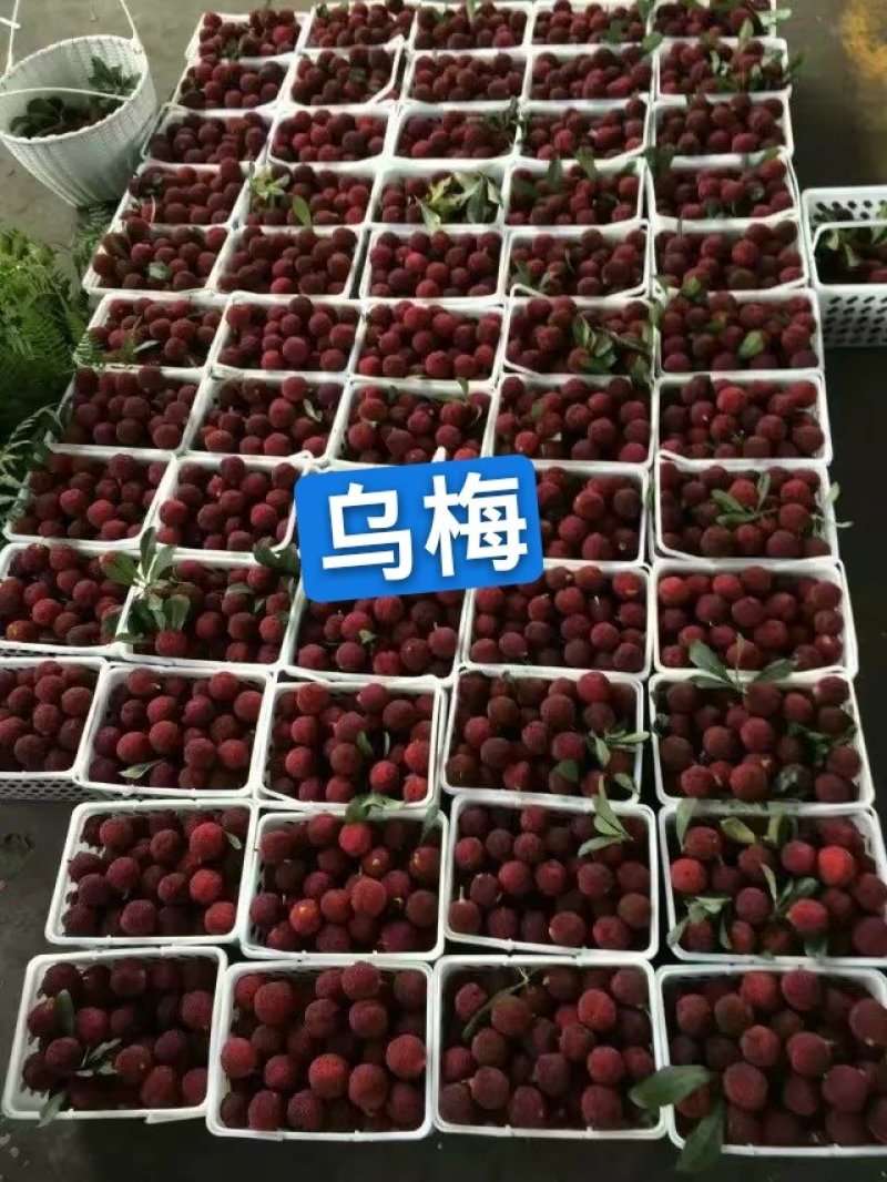 杨梅苗嫁接苗(乌梅苗)(黑炭)(荸荠)南方杨梅苗