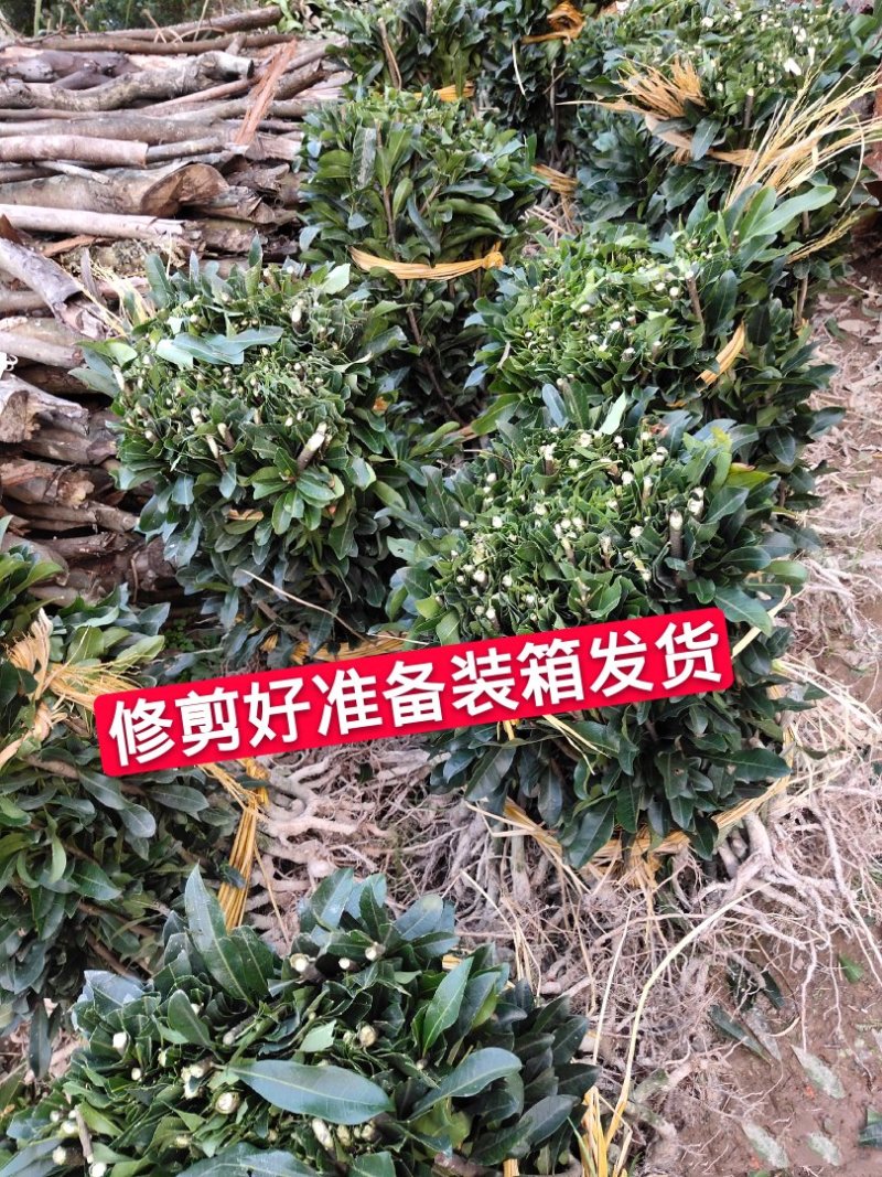 杨梅苗嫁接苗(乌梅苗)(黑炭)(荸荠)南方杨梅苗