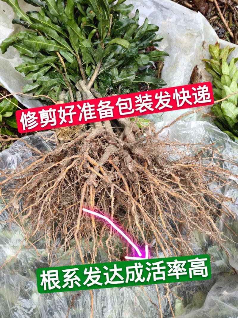 杨梅苗嫁接苗(乌梅苗)(黑炭)(荸荠)南方杨梅苗