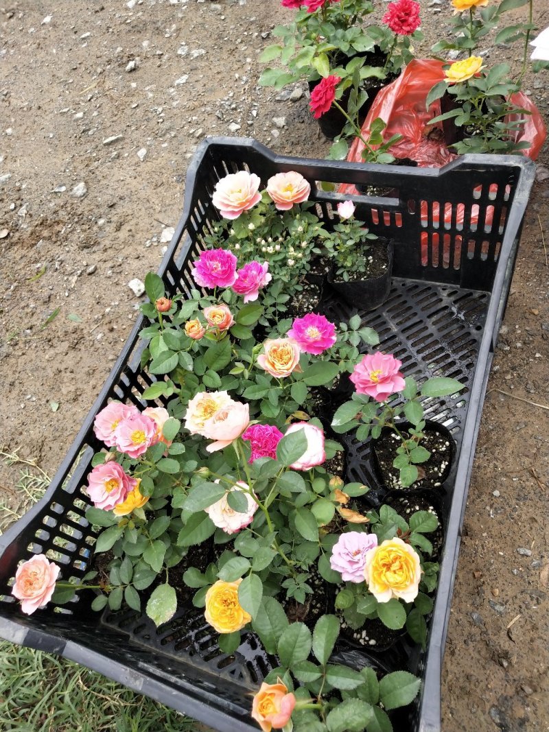 月季小苗带营养杯发货，四季开花不断，颜色混搭。