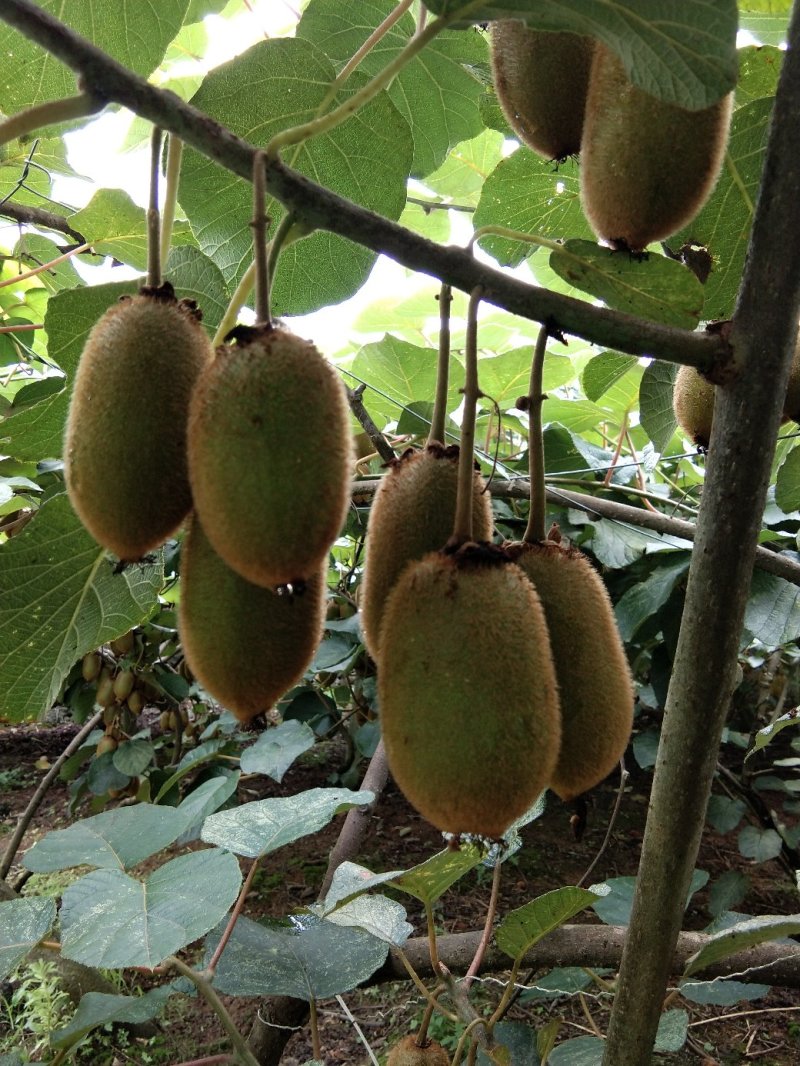 湘西高山富晒猕猴桃欢迎订购