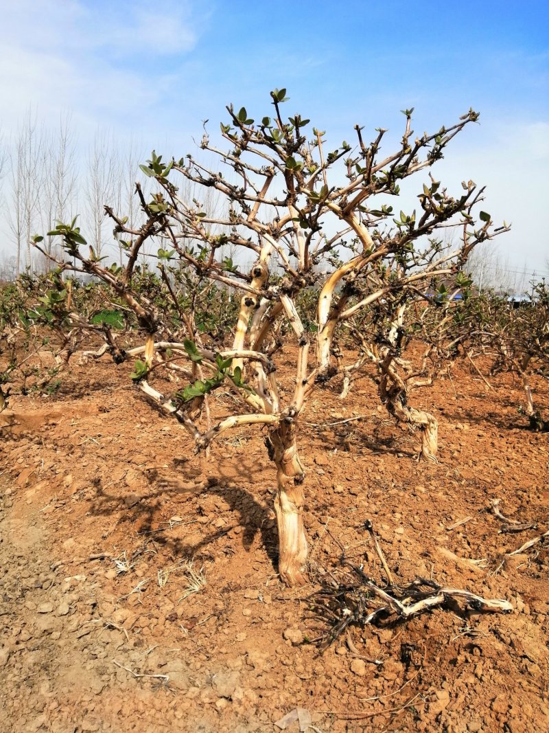 封丘正宗树型四季花种苗金银花苗高产树型大毛花金银花苗