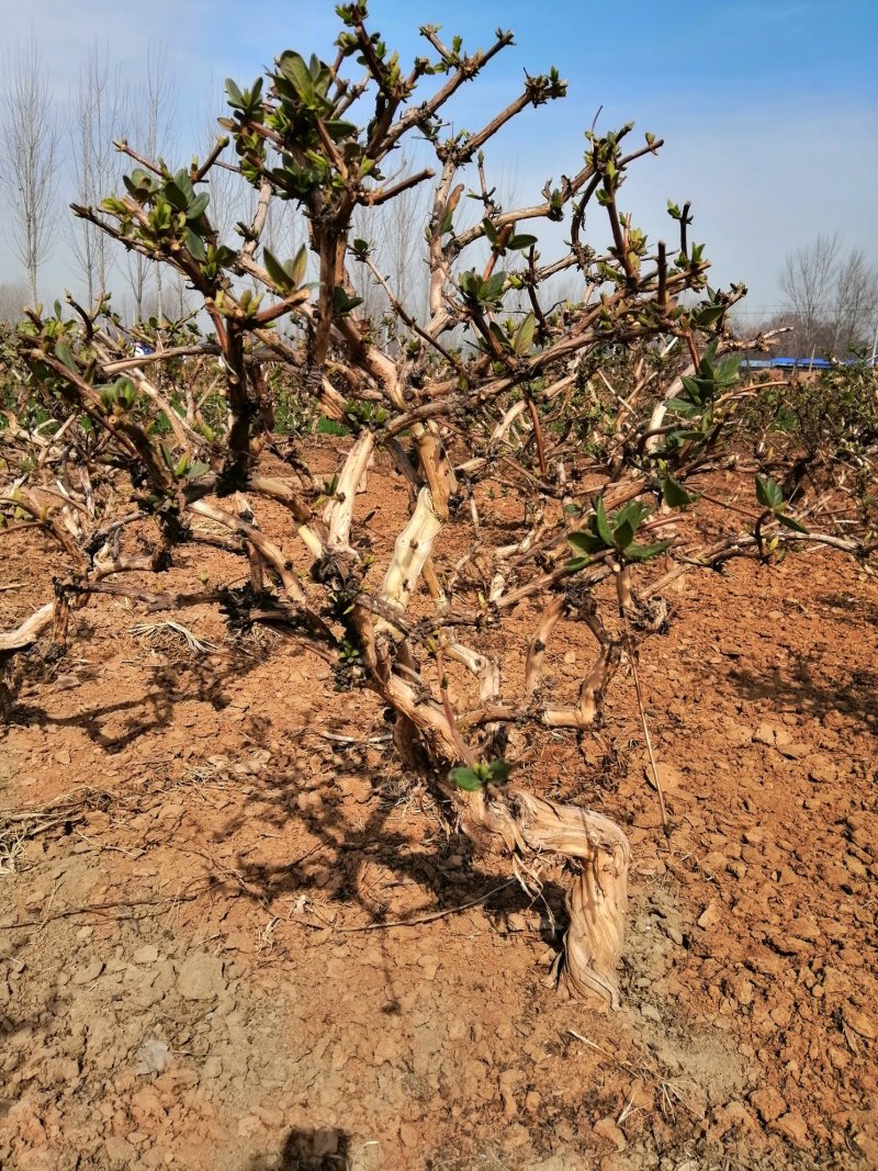 封丘正宗树型四季花种苗金银花苗高产树型大毛花金银花苗