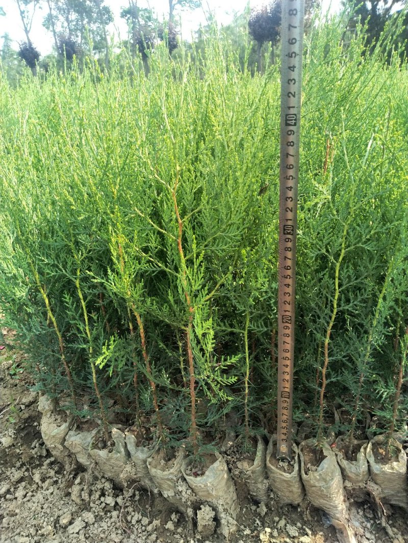 容器袋侧柏苗30-60高限质量优价格便宜有30万颗