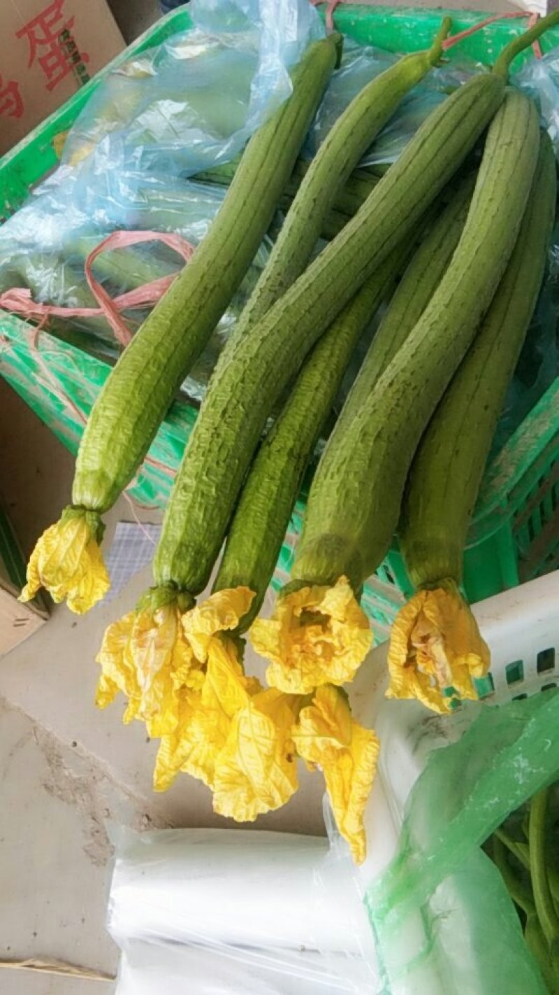 本地丝瓜，大量上市个头平均，新鲜，质量保证