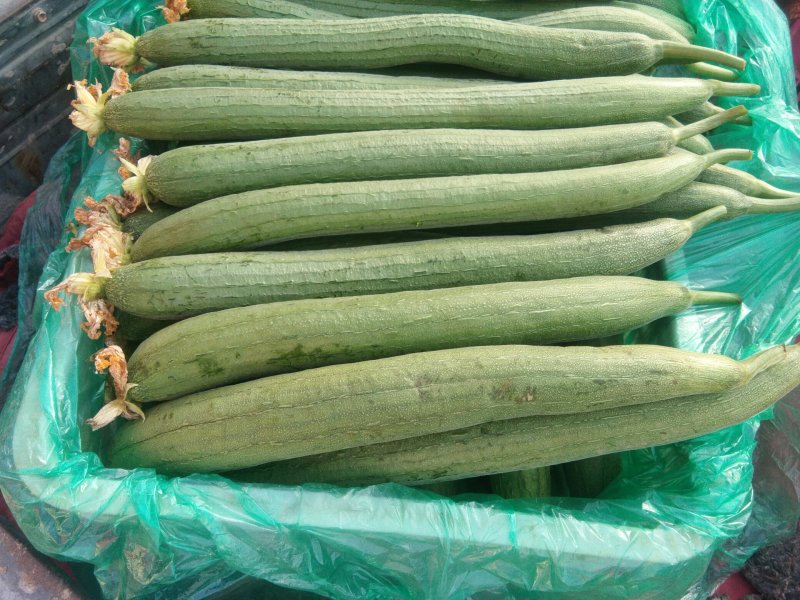 本地丝瓜，大量上市个头平均，新鲜，质量保证