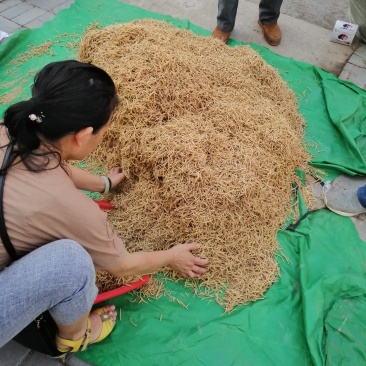 太子参干货浙江太子参可代收