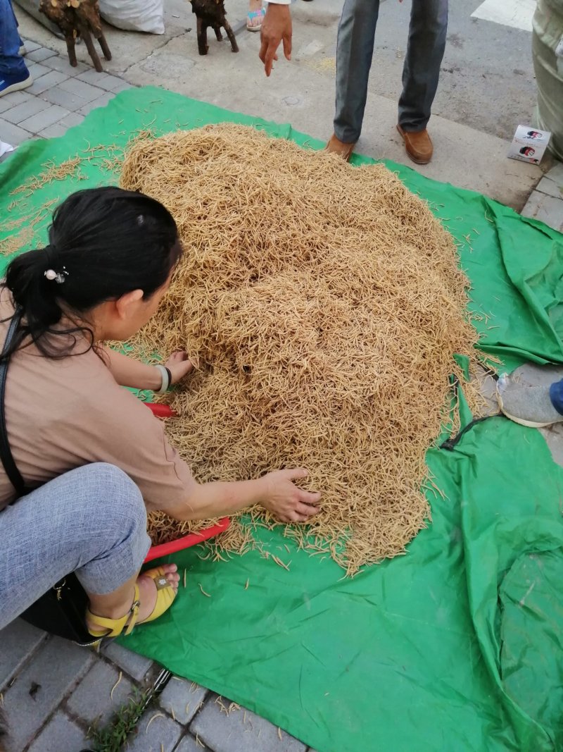 太子参干货浙江太子参可代收