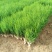 侧柏侧柏苗销售全国容器袋侧柏常年绿色支持线上交易