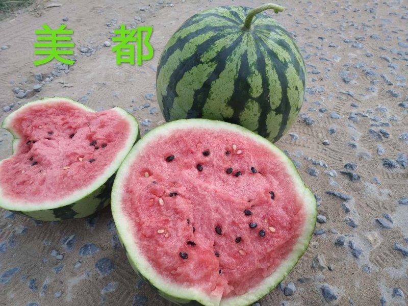 【实力推荐】美都河南大棚无籽寻找，批发商超长期合作伙伴，