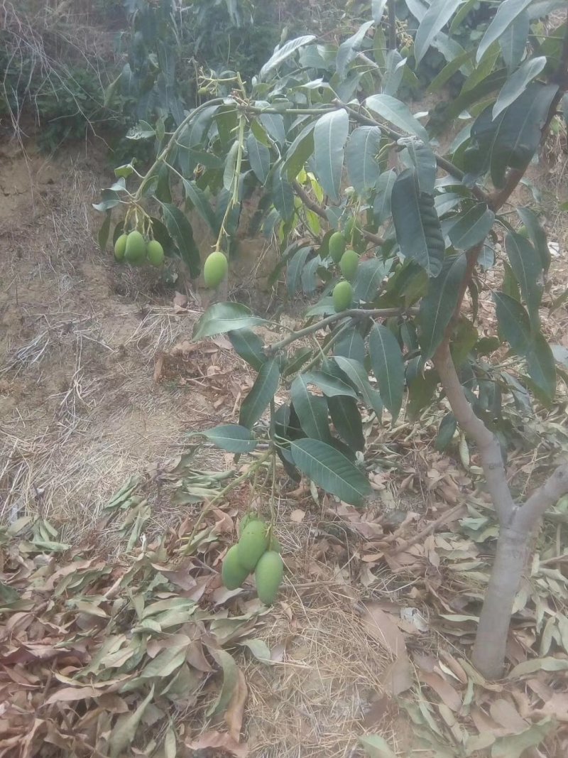 攀枝花自家大椰香芒果（攀研二号）