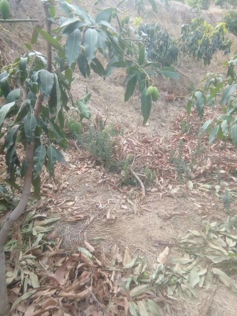 攀枝花自家大椰香芒果（攀研二号）