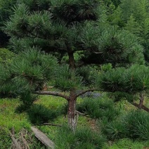 郴州黑松，湖南黑松，广东黑松