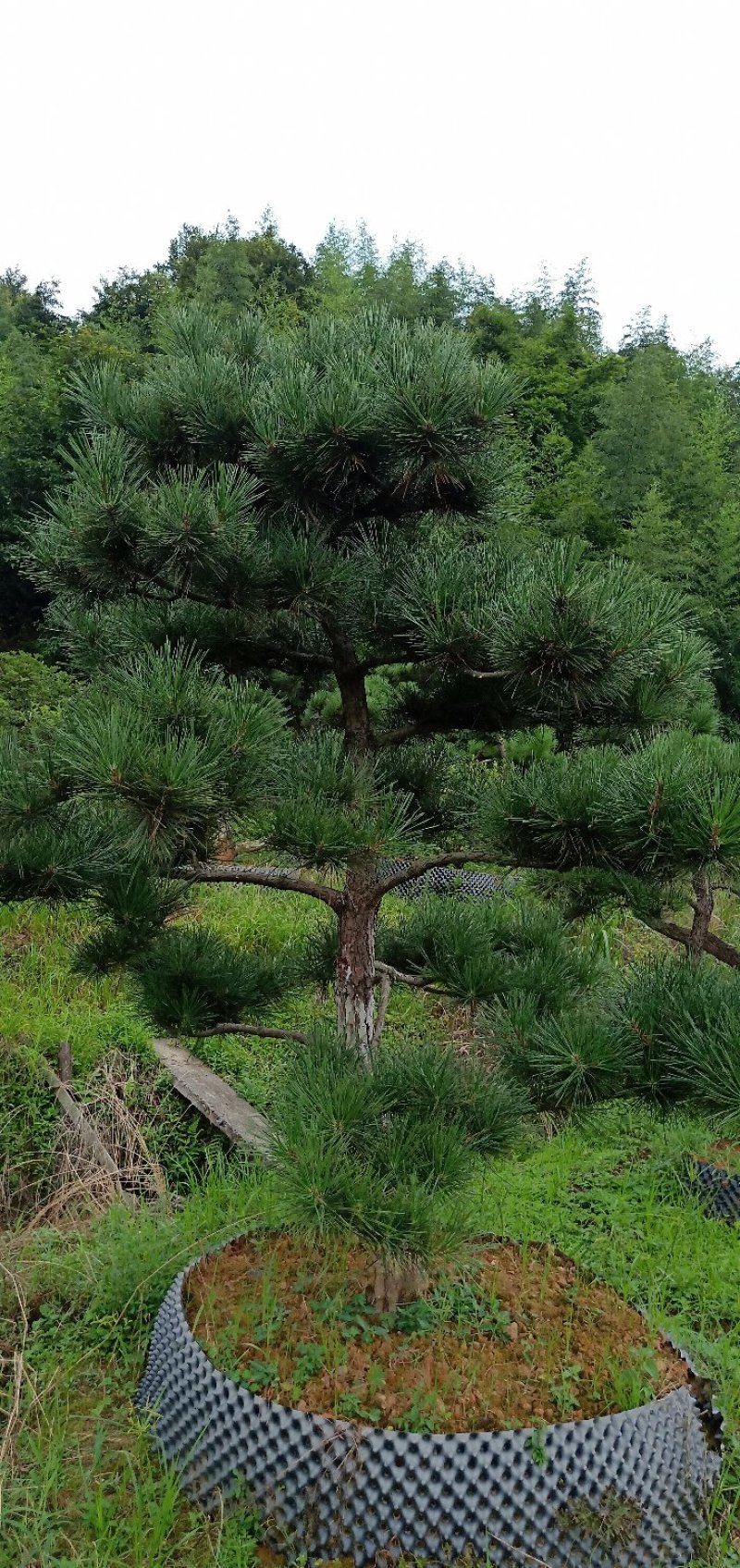 郴州黑松，湖南黑松，广东黑松