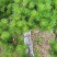 郴州黑松，湖南黑松，广东黑松