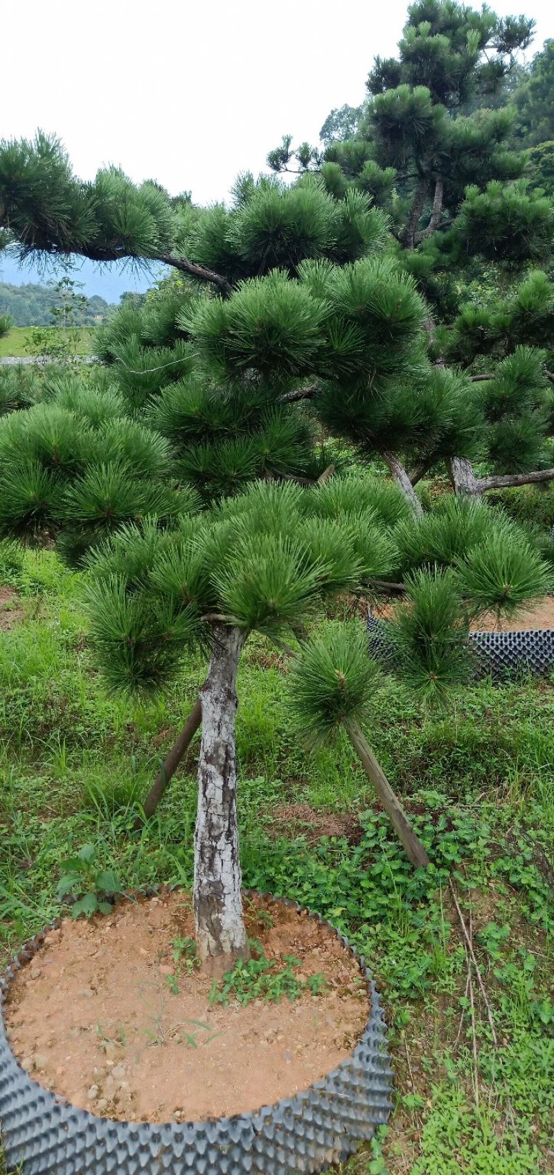 郴州黑松，湖南黑松，广东黑松