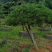 郴州黑松，湖南黑松，广东黑松