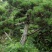 郴州黑松，湖南黑松，广东黑松