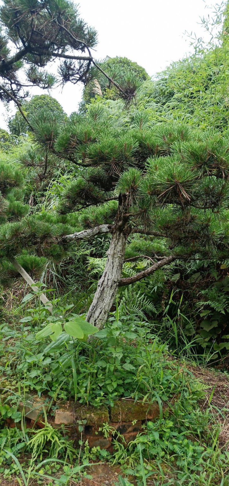 郴州黑松，湖南黑松，广东黑松