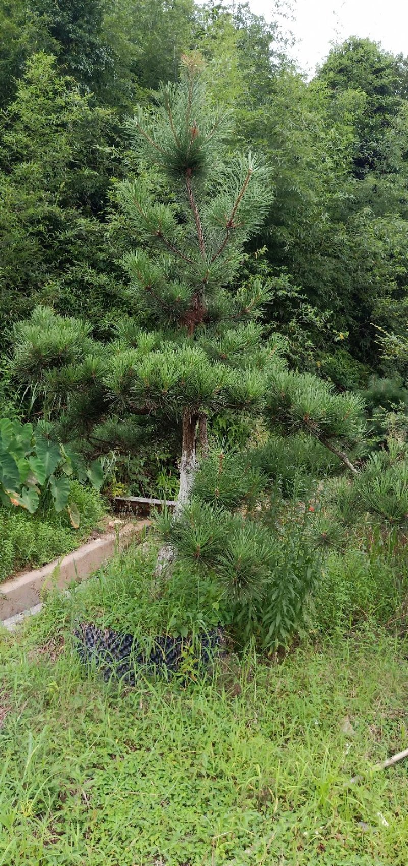 郴州黑松，湖南黑松，广东黑松