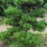 郴州黑松，湖南黑松，广东黑松