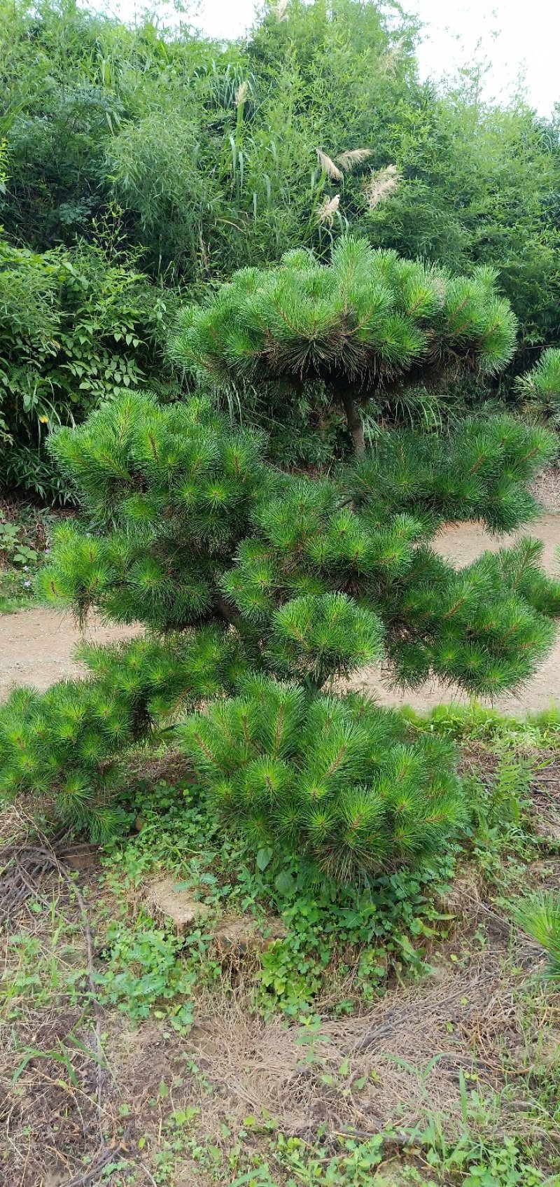 郴州黑松，湖南黑松，广东黑松